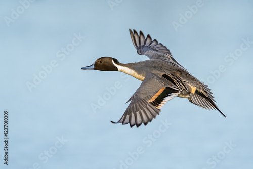 Northern Pintail, Anas acuta, male in flight over winter marshes