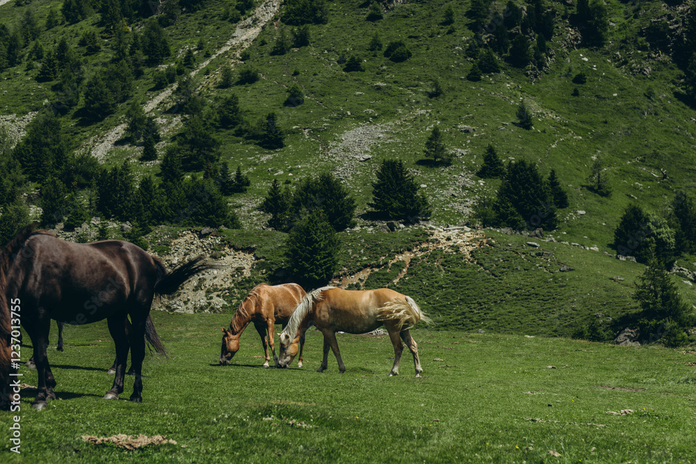 Horses grazing in the mountains on a summer day, with the beautiful Italian Alps in the background Horses grazing in the mountains on a summer day, with the beautiful Italian Alps in the background