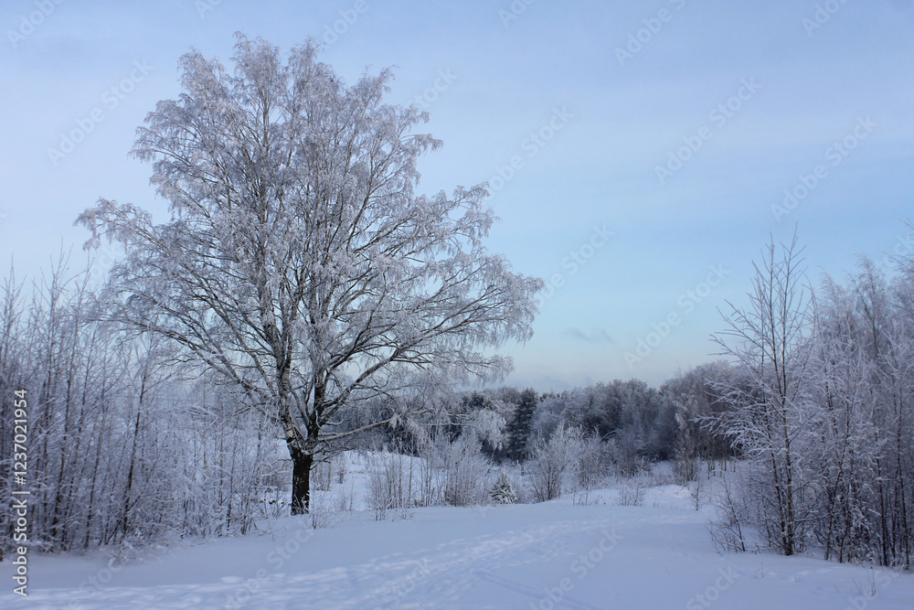 the road through the snow going into the distance. winter landscape the road through the snow going into the distance. winter landscape