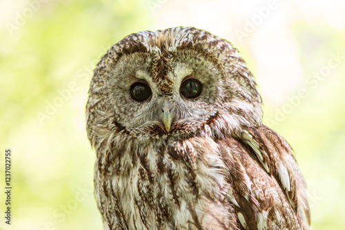 A tawny owl in the soft focus of summer woods
