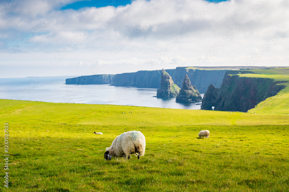 Fototapeta premium Troupeau de moutons broutant tranquillement dans une prairie à Duncansby Head en Ecosse