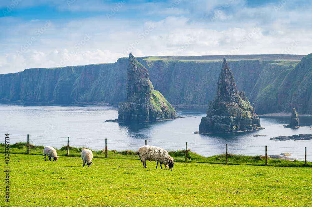 Obraz premium Trois moutons broutent dans un champ, derrière eux les deux pitons rocheux de Duncansby Head et une falaise, Ecosse, Royaume-Uni