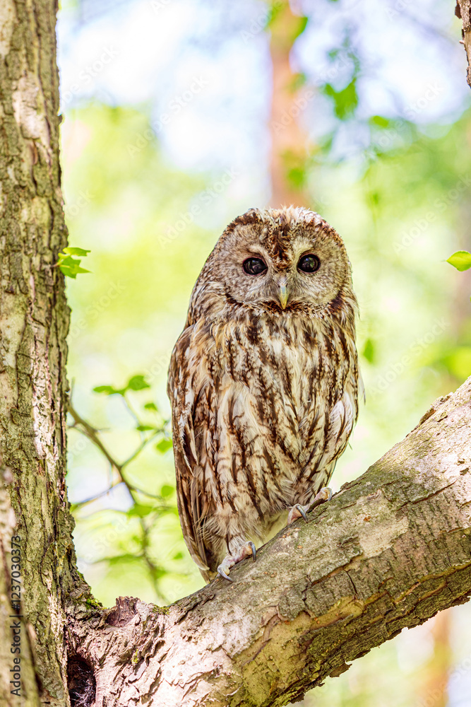 Tawny owl perched on thick tree limbs