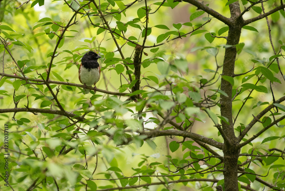 Obraz premium Eastern Towhee