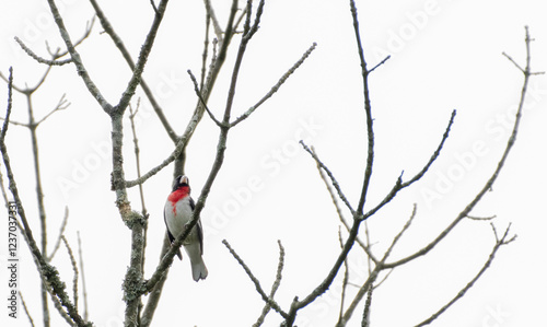 Rose Breasted Grosbeak photo