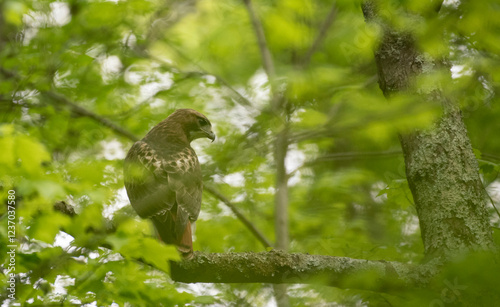 Red Tailed Hawk photo