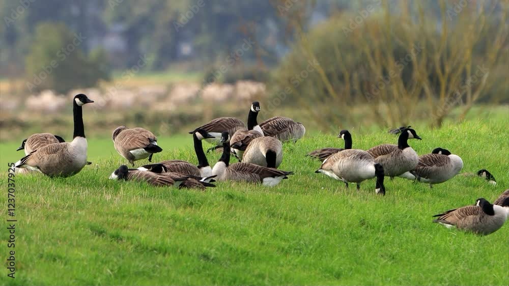 herd of canadian geese on green meadow
herd of canadian geese on green meadow