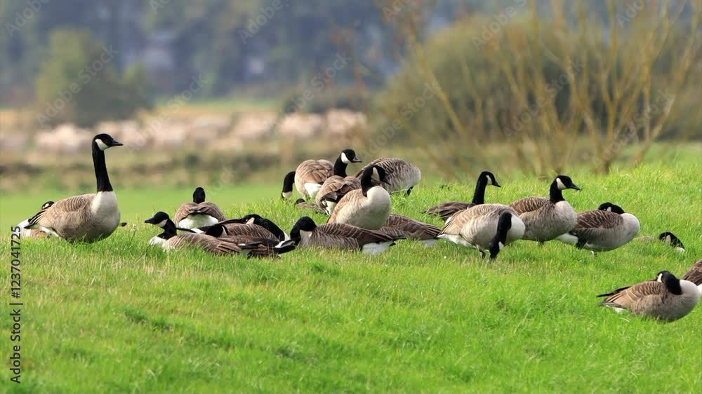 herd of canadian geese on green meadow
herd of canadian geese on green meadow