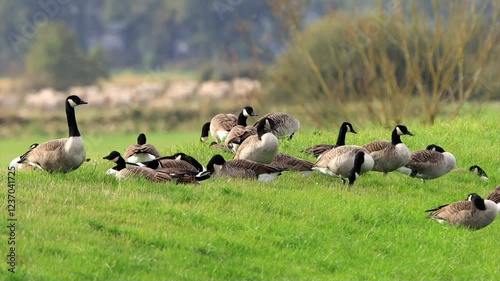 herd of canadian geese on green meadow
