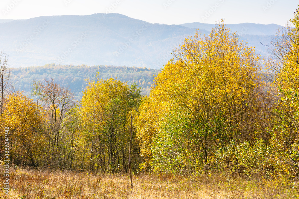 landscape with trees on the hill in autumn. carpathian woods. mountainous countryside in fall colors on a sunny day. beautiful view landscape with trees on the hill in autumn. carpathian woods. mountainous countryside in fall colors on a sunny day. beautiful view