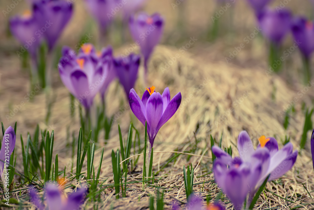 Spring crocus flowers, Easter background Spring crocus flowers, Easter background