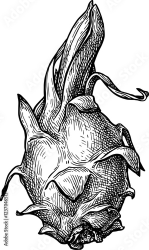 Dragon fruit ink sketch.