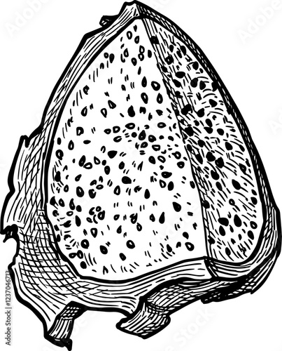 Piece of dragon fruit ink sketch.