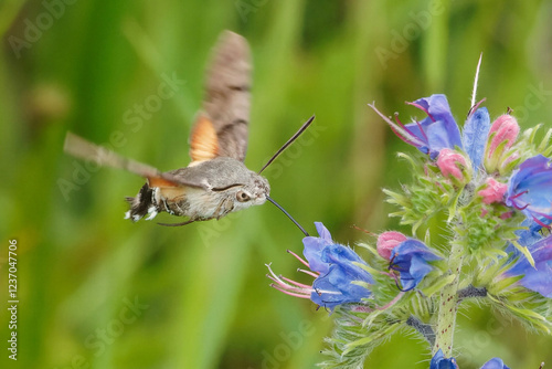 Taubenschwänzchen saugt an einer Blüte des Gewöhnlichen Natternkopfes