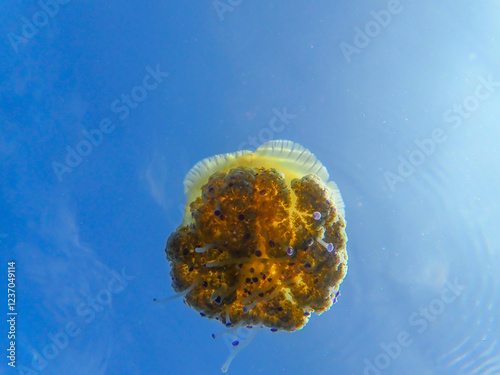 Fried egg jellyfish (Cotylorhiza tuberculata). A beautiful jellyfish swims in the Mediterranean Sea. Jellyfish dancing in dark blue sea wate, mediterranean jellyfish. jelly fish in Mediterranean sea. photo