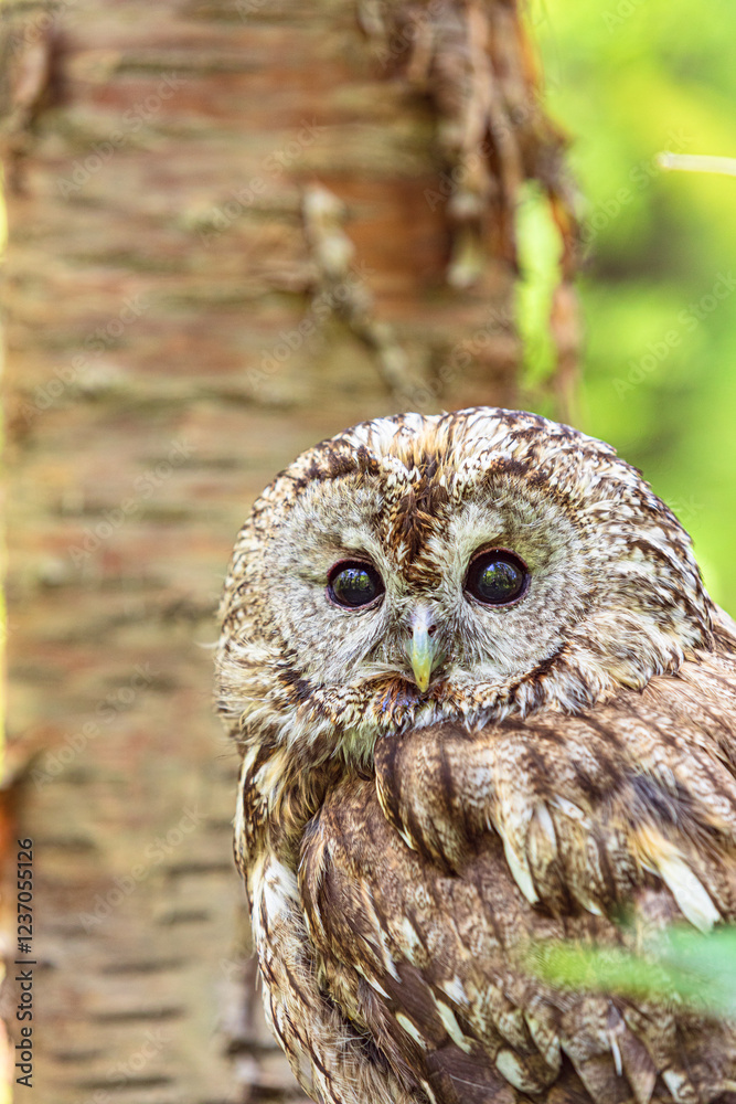Fototapeta premium Forest stump with tawny owl
