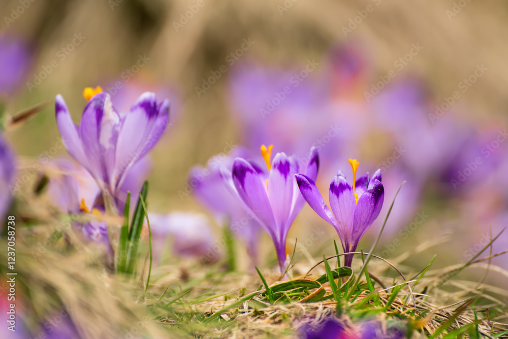 Spring crocus flowers, Easter background Spring crocus flowers, Easter background