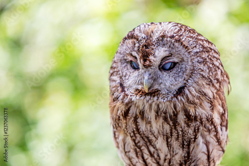 Tawny owl with nictitating membrane in green forest during daytime photo