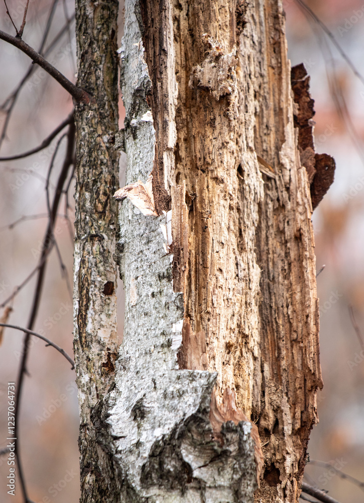A tree trunk with a large hole in it A tree trunk with a large hole in it