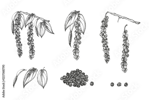 Set with pile of black peppercorns, leaves, twigs . Vector. Graphic illustration. Spicy condiment and seasoning. Hand drawn ink sketch. Perfect for menu, recipes, packaging, logo. Isolated on white