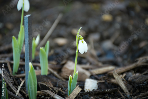 Spring snowdrop flower
