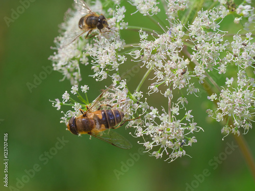 Insekten auf dem Blütenstand einer Wald-Engelwurz