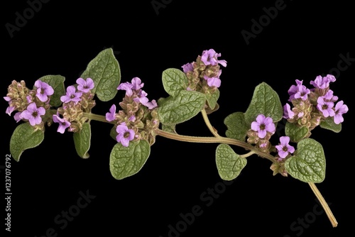 Bunga Sangketan or Buntut tikus refers to Indian heliotrope a hairy annual weed found in disturbed and populated areas photo