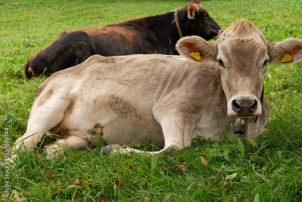 Two cows lying in the green grass, resting, looking at the viewer. Two cows lying in the green grass, resting, looking at the viewer.
