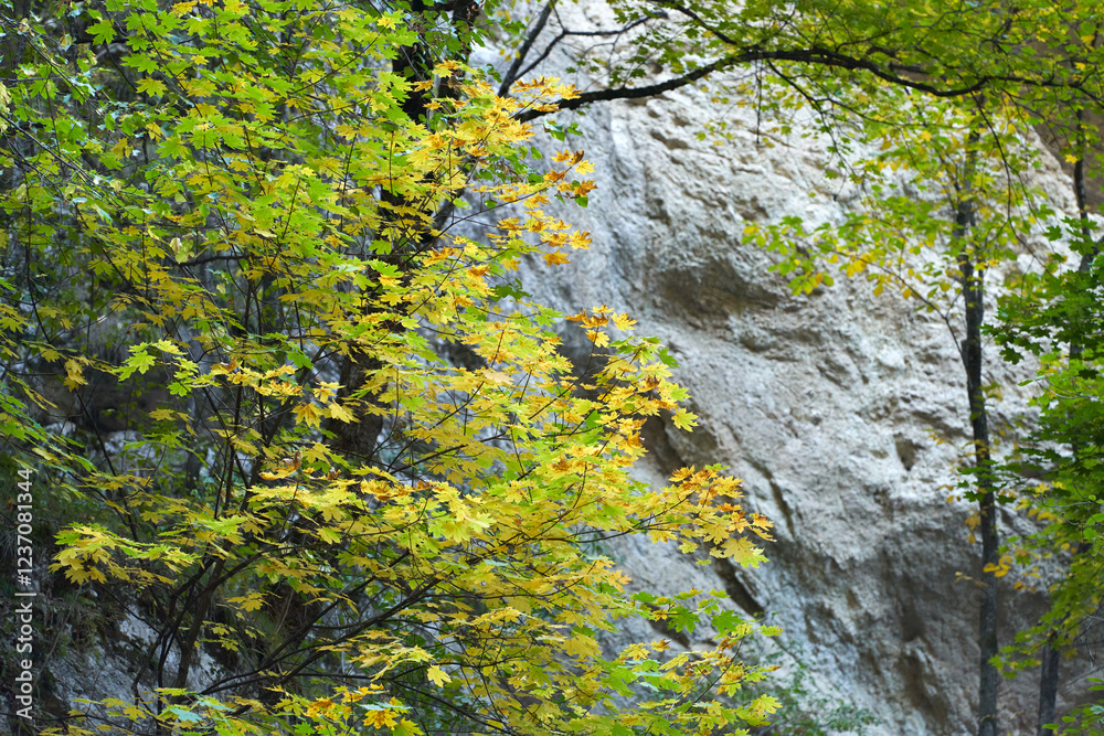 Autumn background. Fragment of picturesque rock with maple tree with yellow foliage on stone surface. Autumn background. Fragment of picturesque rock with maple tree with yellow foliage on stone surface.