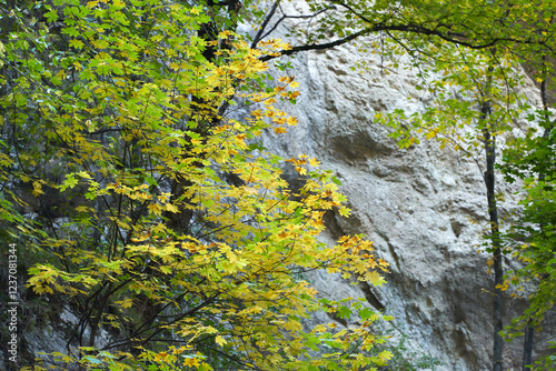 Autumn background. Fragment of picturesque rock with maple tree with yellow foliage on stone surface. photo