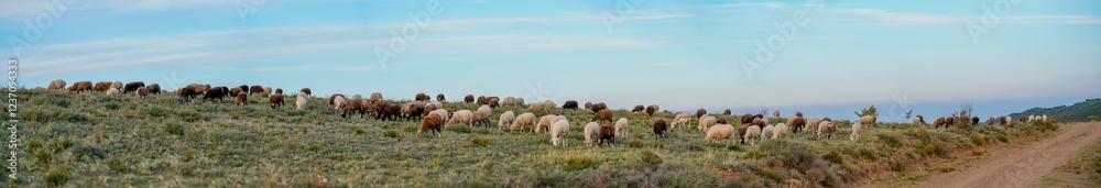 flock of sheep flock of sheep