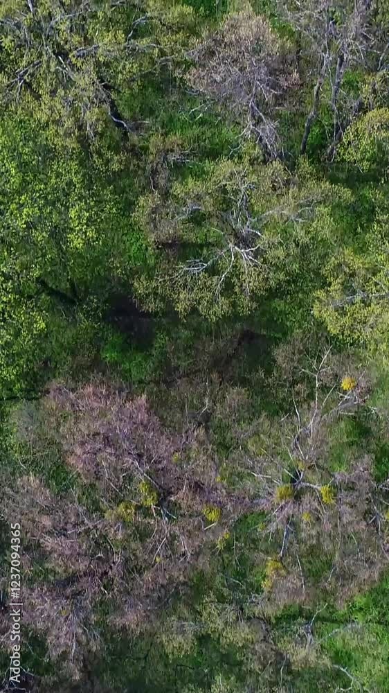 Aerial view of green woodlands embedded in a scenic natural landscape, highlighting the ecology and countryside beauty. Vertical video. Aerial view of green woodlands embedded in a scenic natural landscape, highlighting the ecology and countryside beauty. Vertical video.