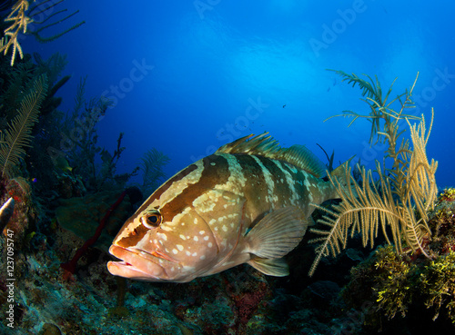 Fototapeta Naklejka Na Ścianę i Meble -  Nassau Grouper on the bottom, surrounded  by corals and gorgonians