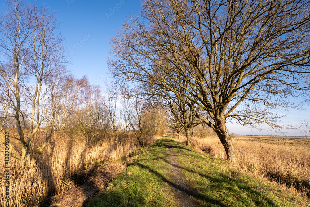 Rural riverside footpath through the Norfolk marshes Rural riverside footpath through the Norfolk marshes