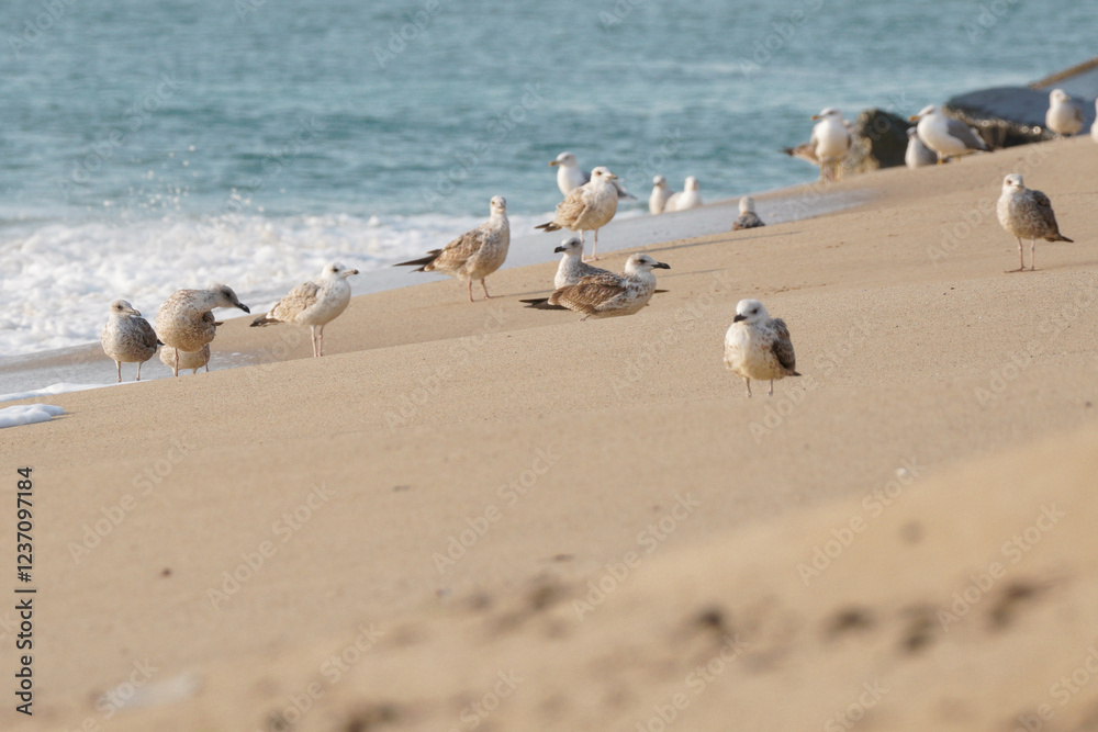 A flock of seagulls perched on the beach. A beautiful view suitable for a background. A flock of seagulls perched on the beach. A beautiful view suitable for a background.
