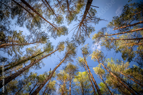 Wallpaper Mural The treetops of spruce trees with blue sky.Nature, environment, ecology and forestry. Torontodigital.ca