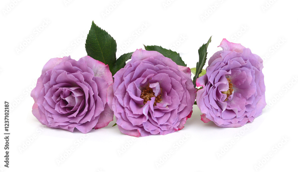 Bunch of rosy roses isolated on white Bunch of rosy roses isolated on white
