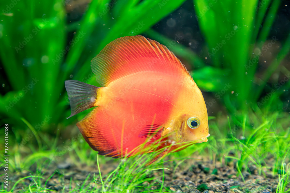 Fish in aquarium Fish in aquarium