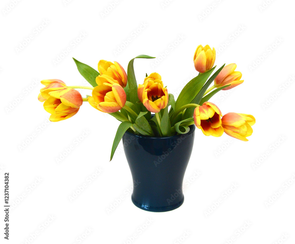 custom made wallpaper toronto digitalColorful tulip flowers isolated on white
