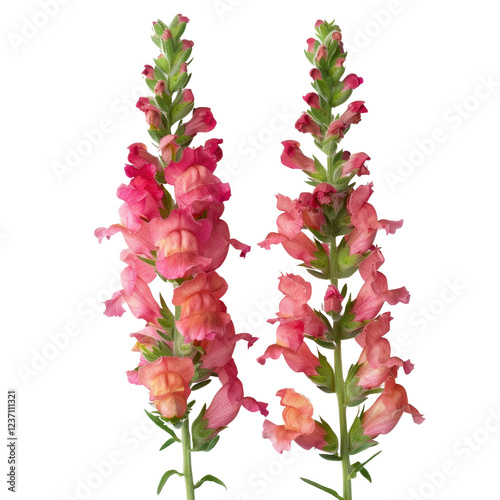 Beautiful pink snapdragon flowers with vibrant petals and green stems. These flowers add cheerful touch to any garden or floral arrangement, symbolizing grace and strength