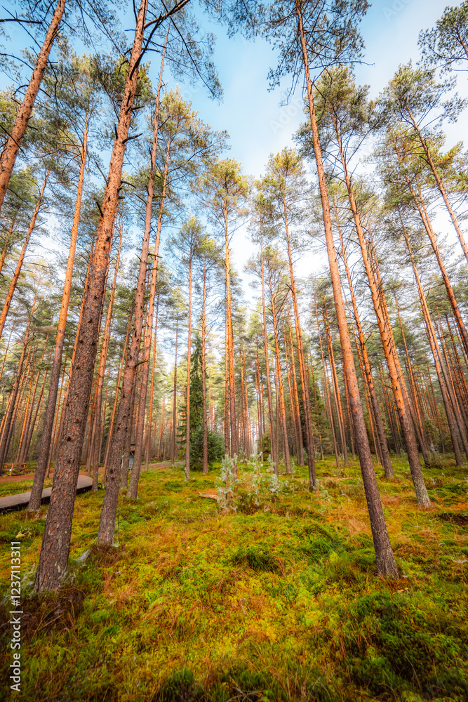 Obraz premium A wooden walking misty path in Bor na Czerwonem nature reserve in Nowy Targ in Poland