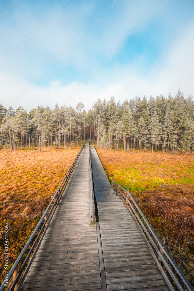 Fototapeta premium A wooden walking misty path in Bor na Czerwonem nature reserve in Nowy Targ in Poland