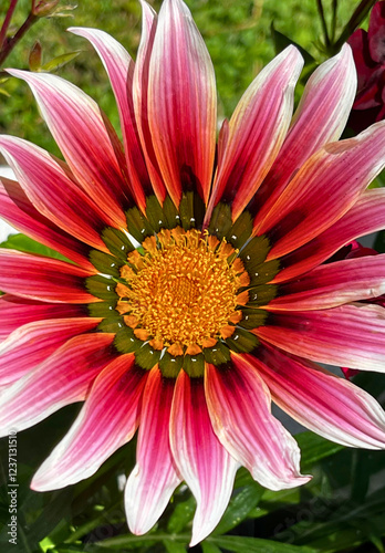 Obra de arte de Deus linda flor pintura da natureza na primavera