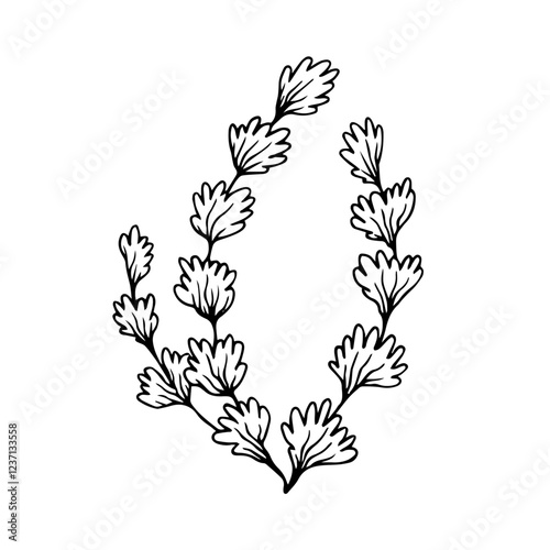 Line sketch, seaweed doodle, decorative botanical element. Vector graphics.