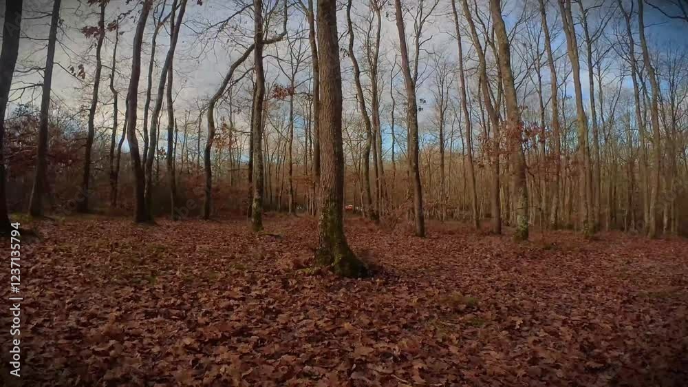 Passage sous les branches d'une foret d'hiver | drone FPV