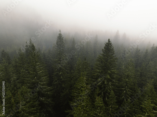 Aerial top view of summer green trees in forest with mountains in Slovakia. Drone