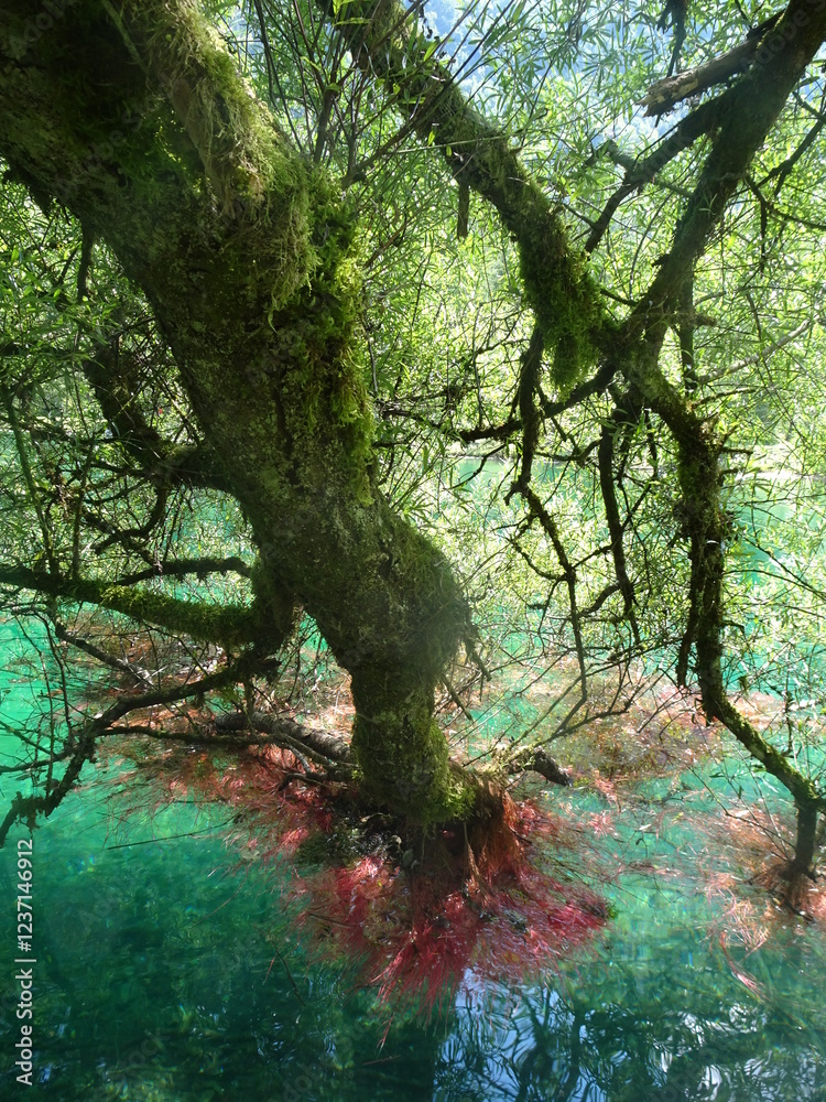 Fototapeta premium Luftwurzeln an einem Weidenast in einen Fluss reichend - Aerial roots on a willow branch reaching out into a river