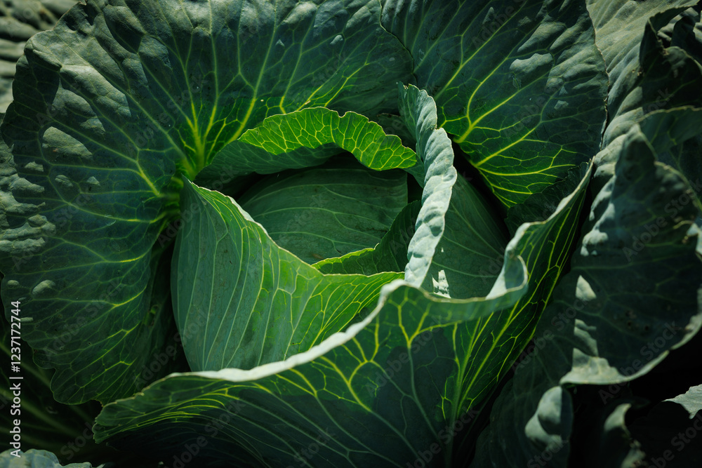 Fototapeta premium Large cabbage. Ripe harvest on a farm or in a greenhouse.