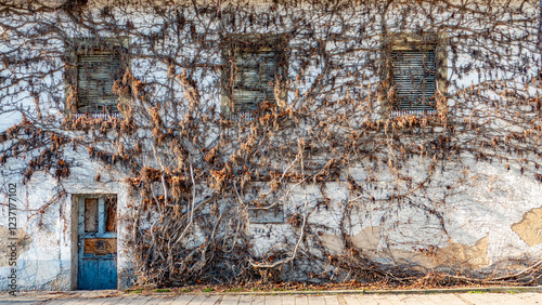 Wilder Wein an der Fassade eines alten leerstehenden Hauses photo