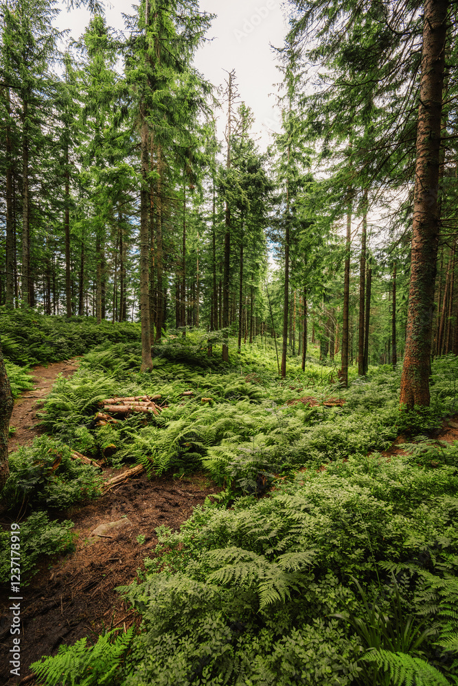Pilsko Ski Resort, located on the border of Slovakia and Poland, offering scenic tourist trail on Pilsko Mountain in the Beskids, Poland Pilsko Ski Resort, located on the border of Slovakia and Poland, offering scenic tourist trail on Pilsko Mountain in the Beskids, Poland